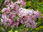 丁香花