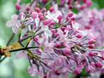丁香花
