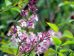 丁香花