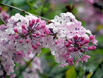 丁香花