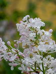 丁香花