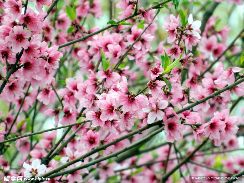 桃花