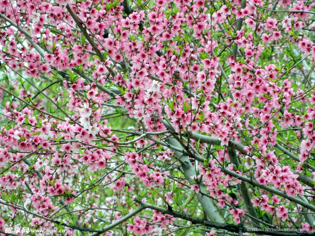 桃花