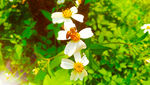 花丛中的蜜蜂
