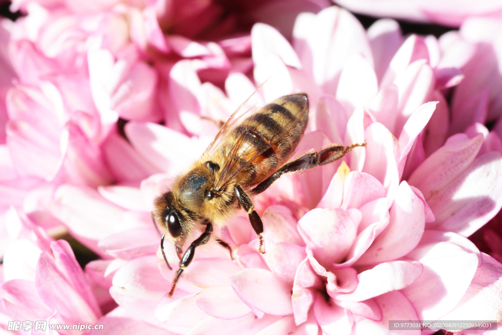 蜜蜂