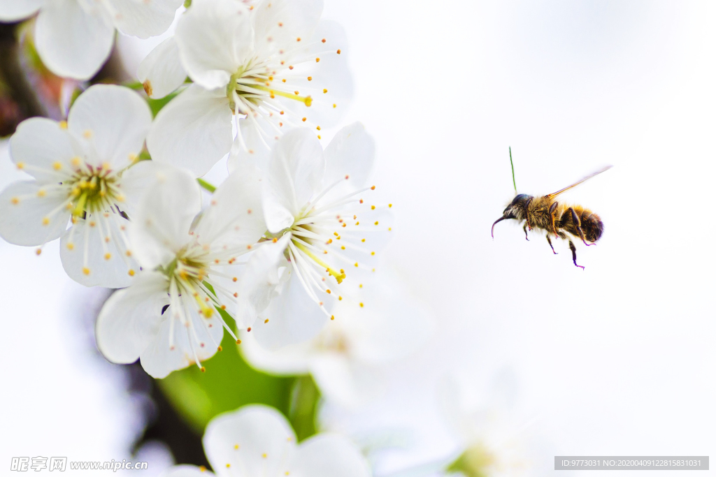 蜜蜂