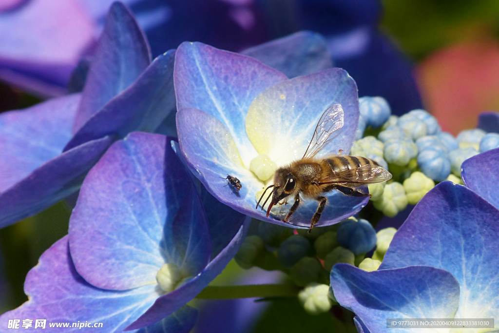 蜜蜂
