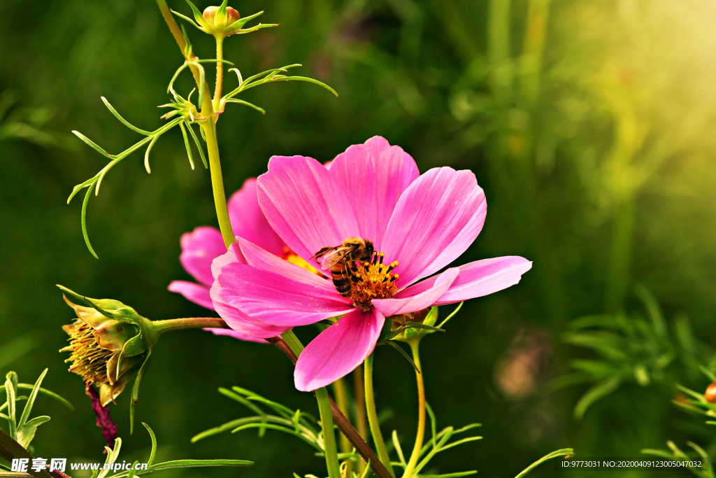 蜜蜂
