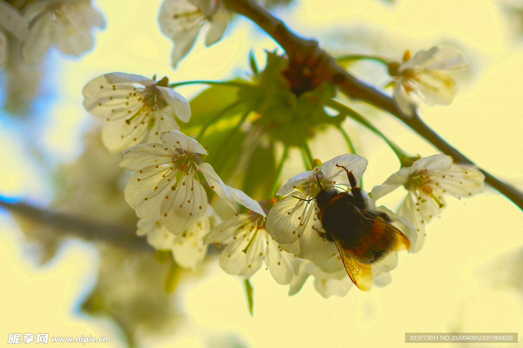 蜜蜂