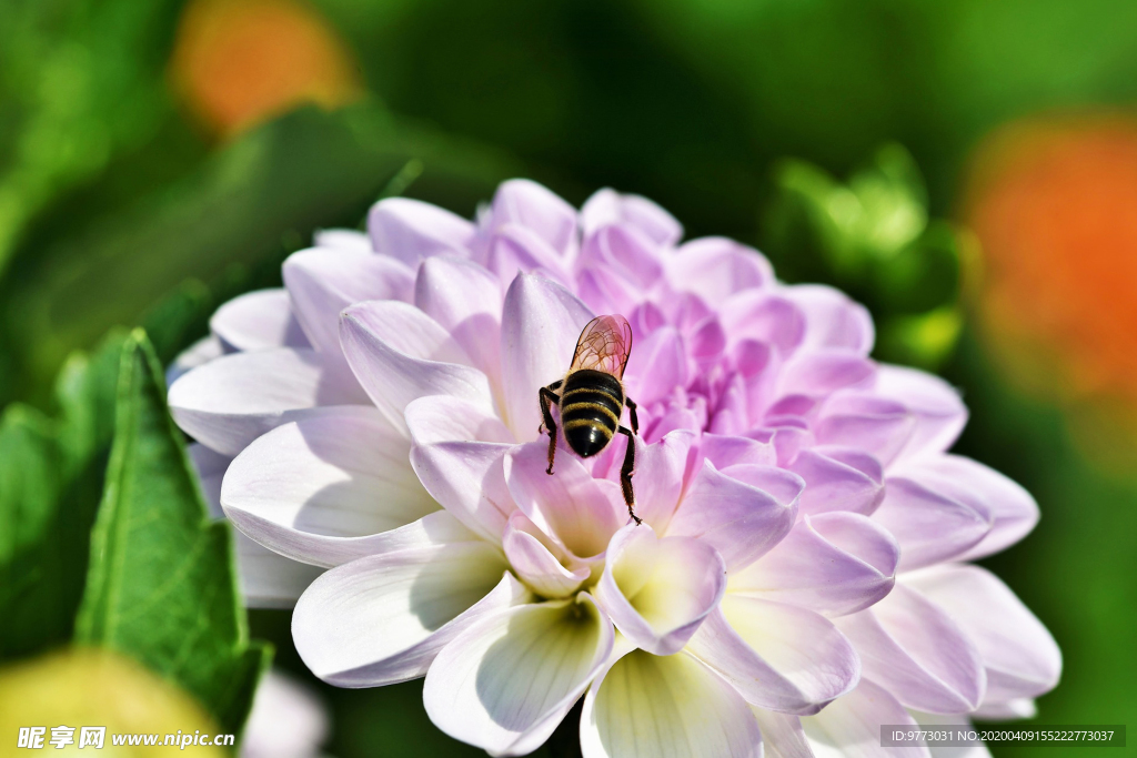 蜜蜂