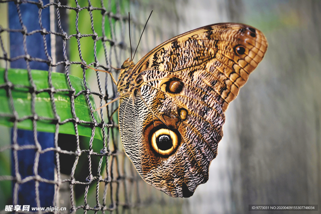 蝴蝶