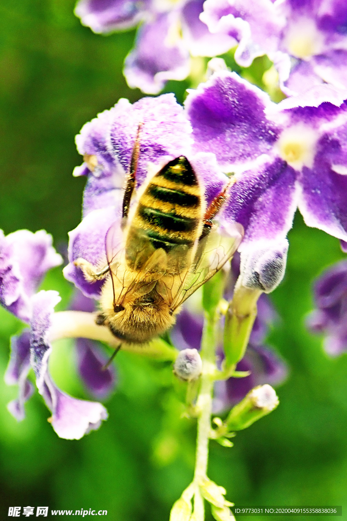 蜜蜂