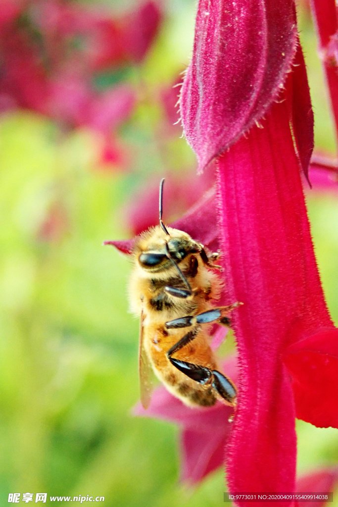 蜜蜂