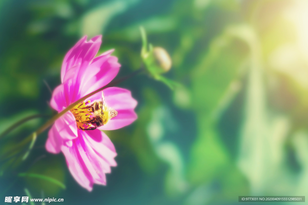 蜜蜂