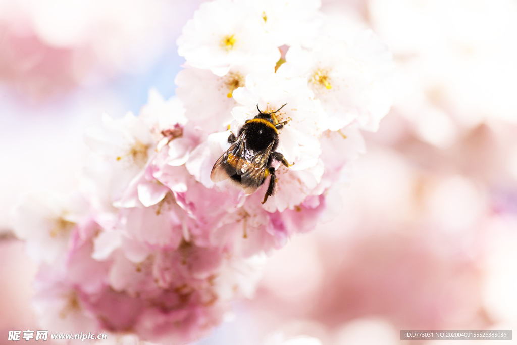 蜜蜂