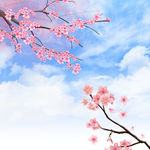 春季 桃花 背景