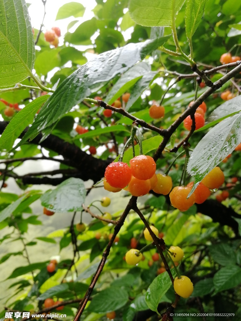 小樱桃