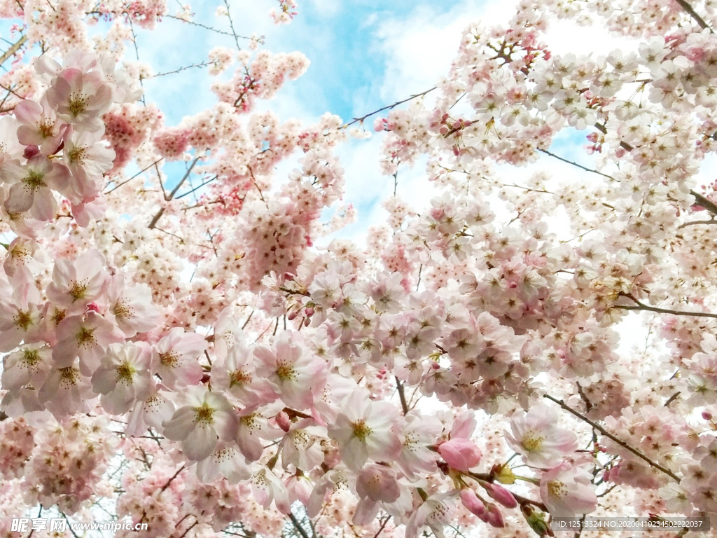 繁花