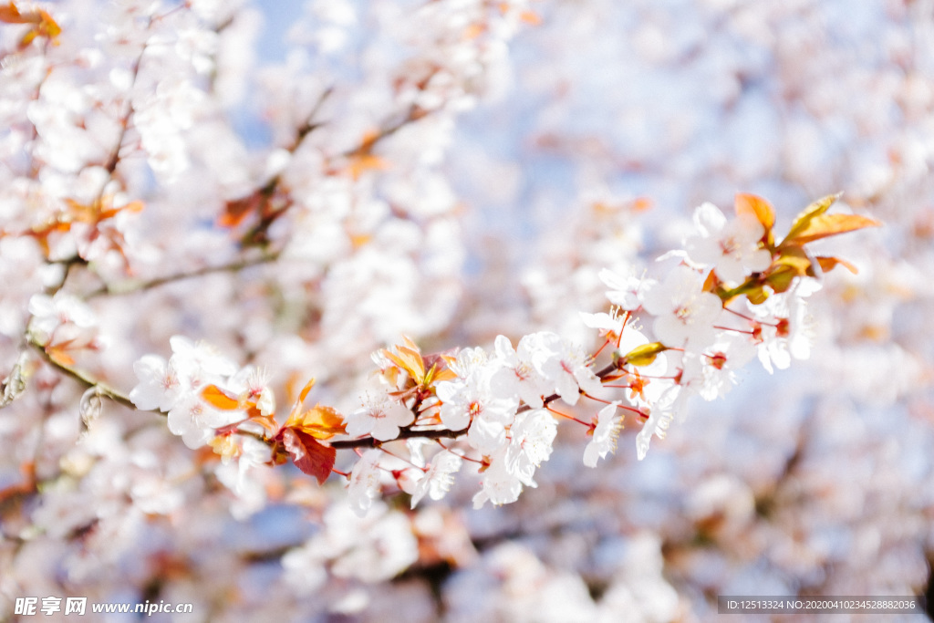 繁花
