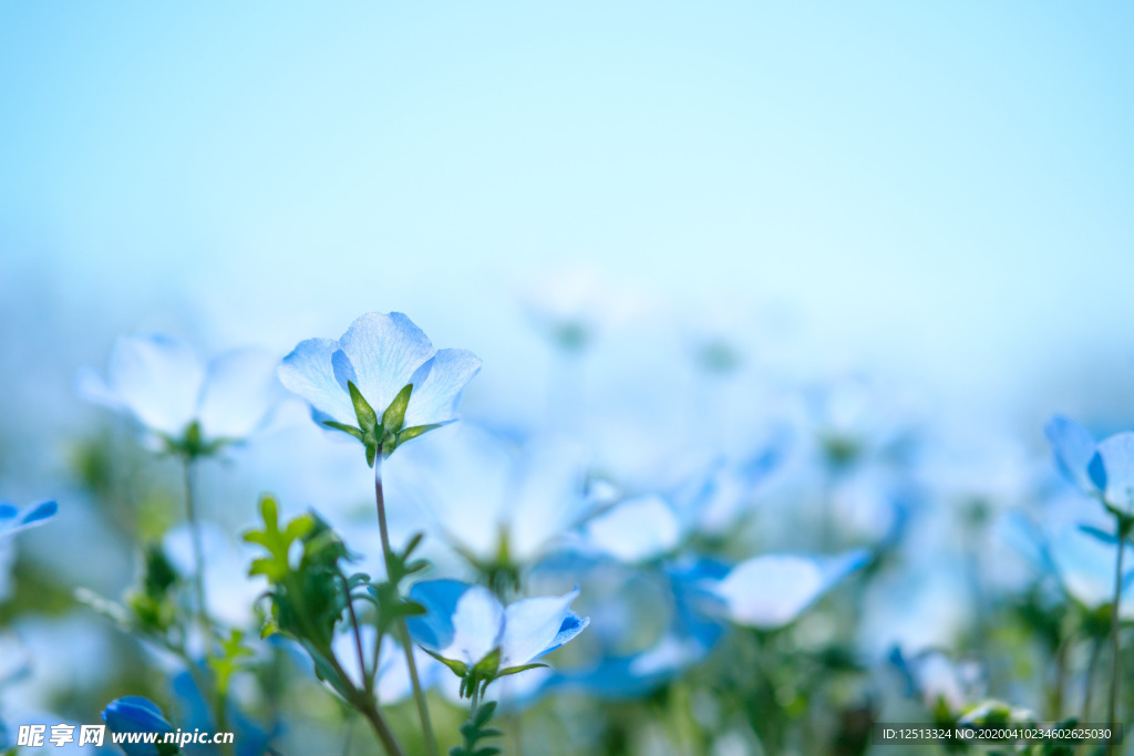 花丛
