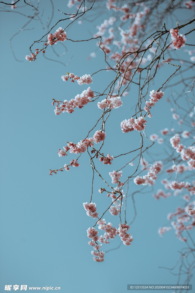 繁花