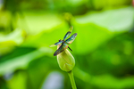蜻蜓