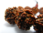 五瓣金刚菩提佛珠手链