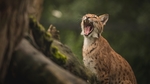 山猫野生动物野兽背景