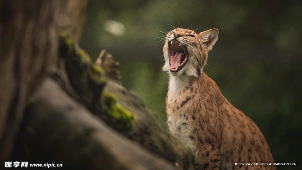 山猫野生动物野兽背景