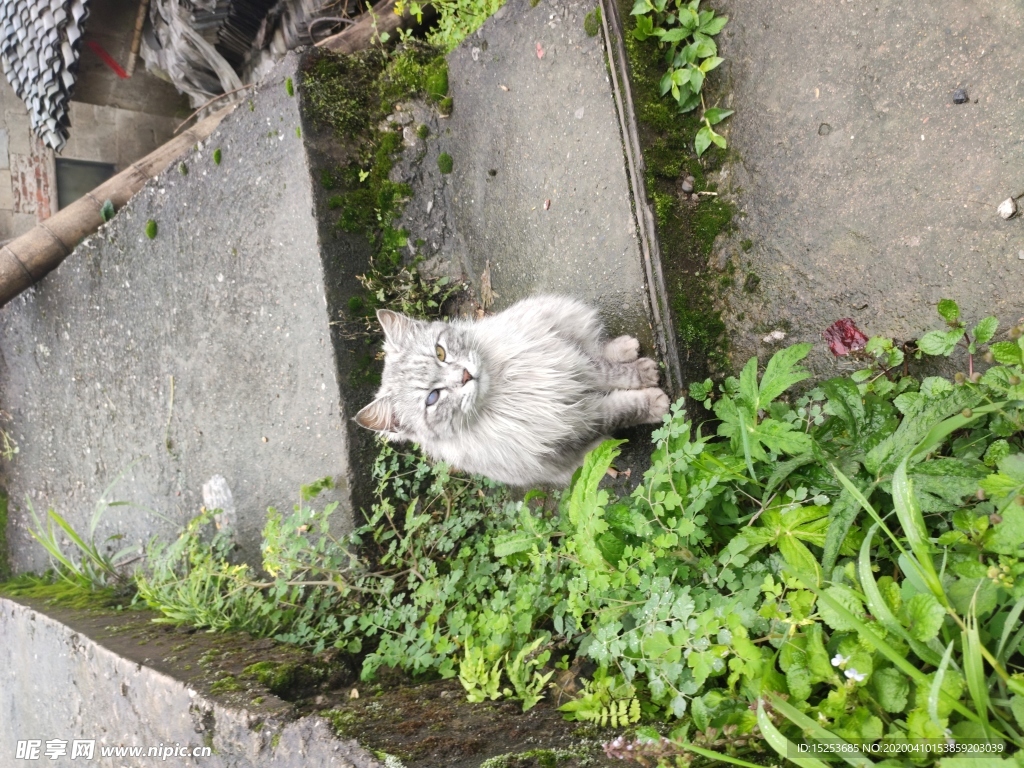 台阶上的猫
