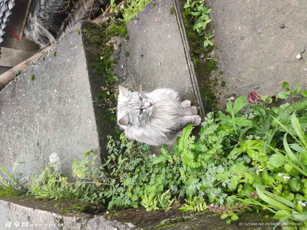 台阶上的猫