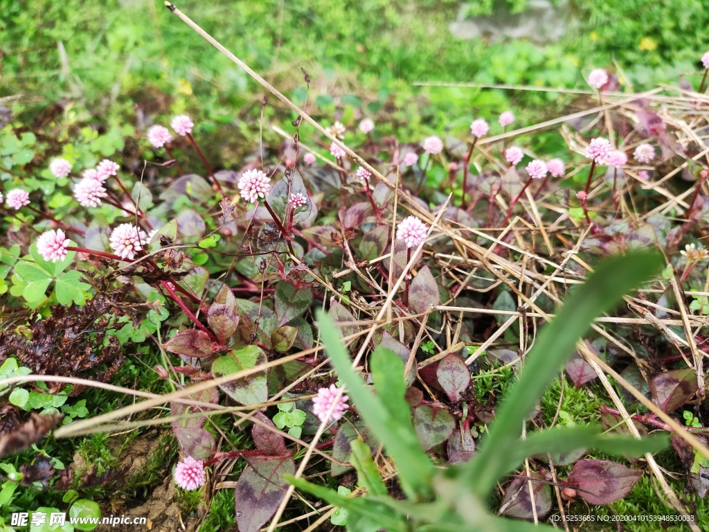 小花野花