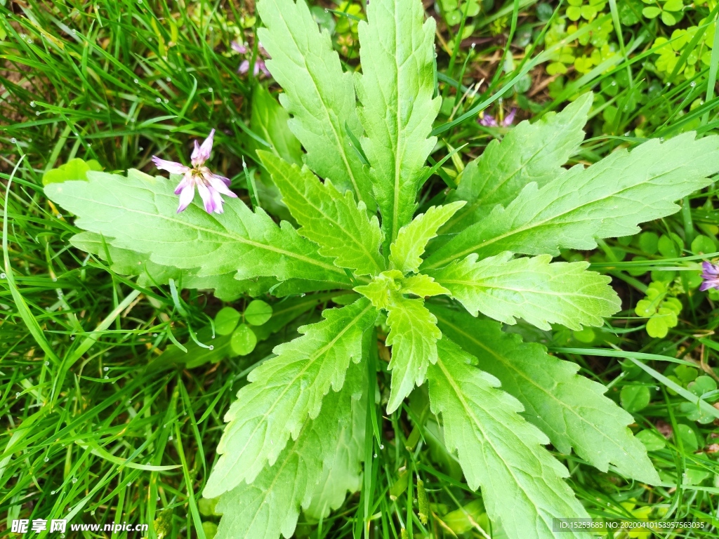 小草