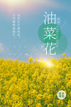 油菜花