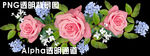 玫瑰花