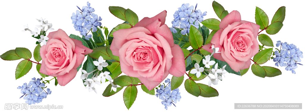 玫瑰花