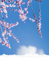 春季花朵花卉背景