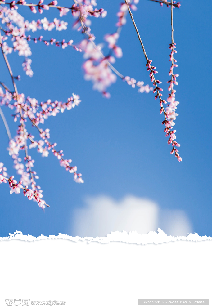 春季花朵花卉背景