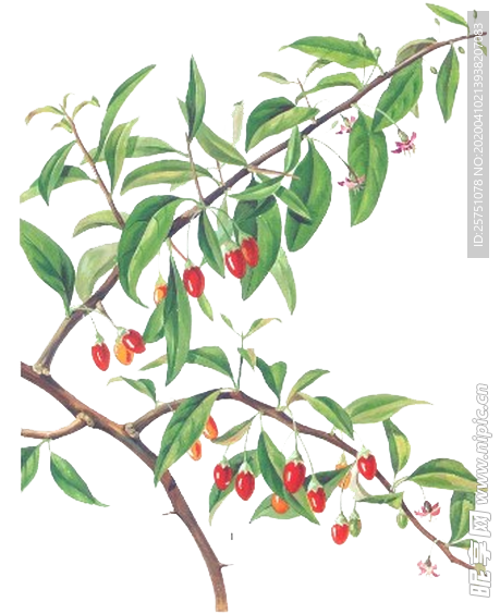 手绘枸杞子
