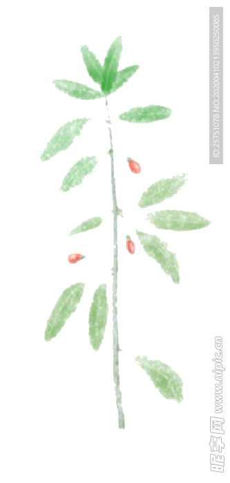 枸杞子