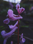 地锦苗 断肠草 植物  紫堇