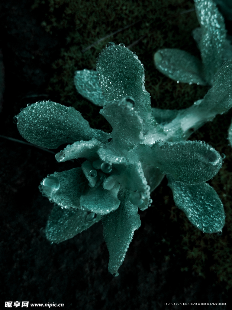 露珠 水珠 早晨 植物 小草