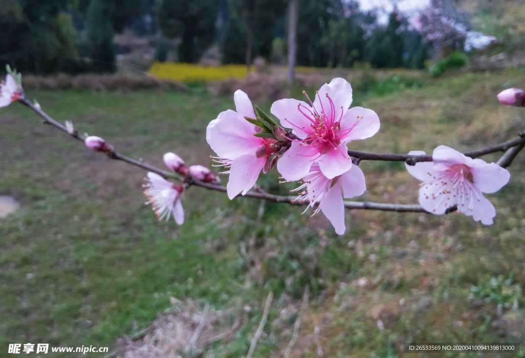 桃花 花枝 春天 鲜艳 美丽