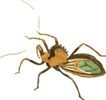 昆虫插画