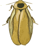 蟑螂昆虫插画
