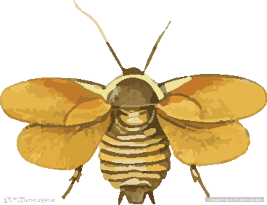 蟑螂昆虫插画
