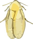 蟑螂昆虫插画
