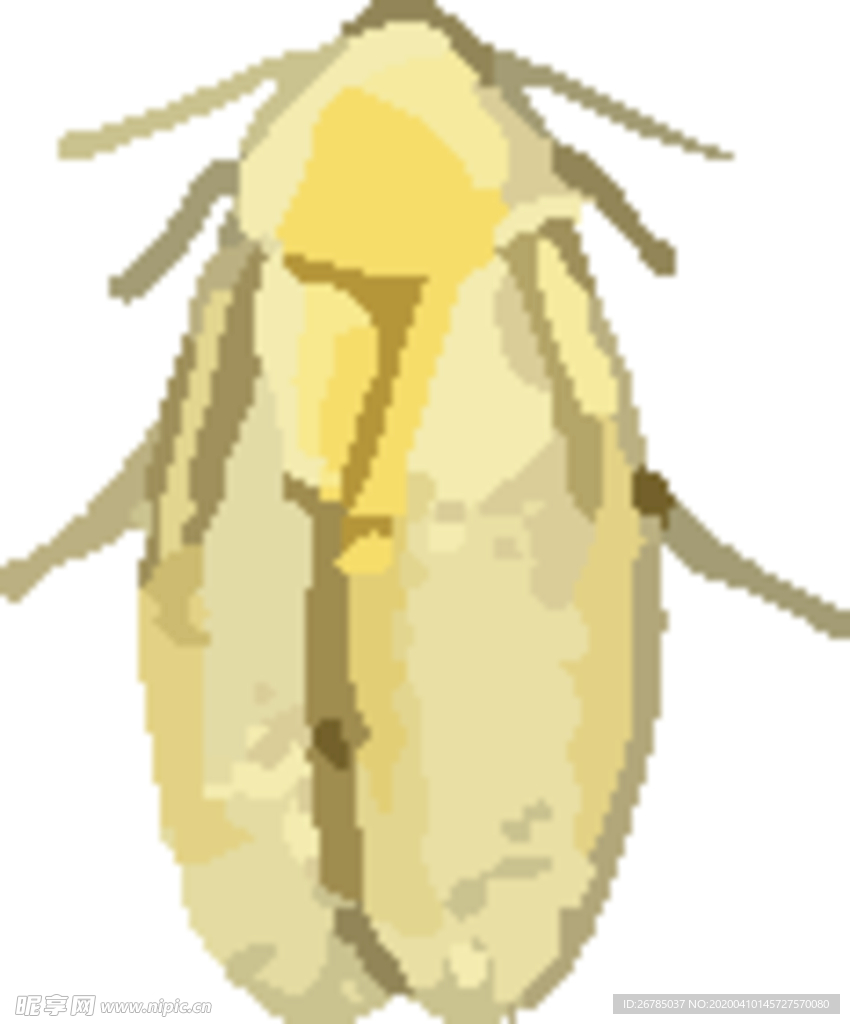 蟑螂昆虫插画