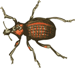 甲虫昆虫插画