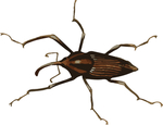 甲虫昆虫插画